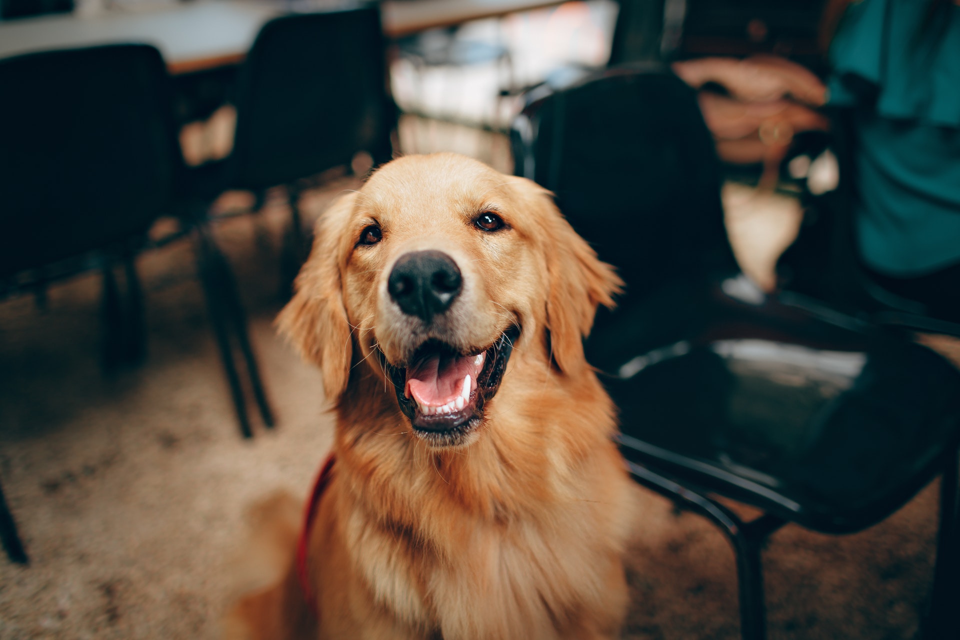 higiene bucal de tu mascota