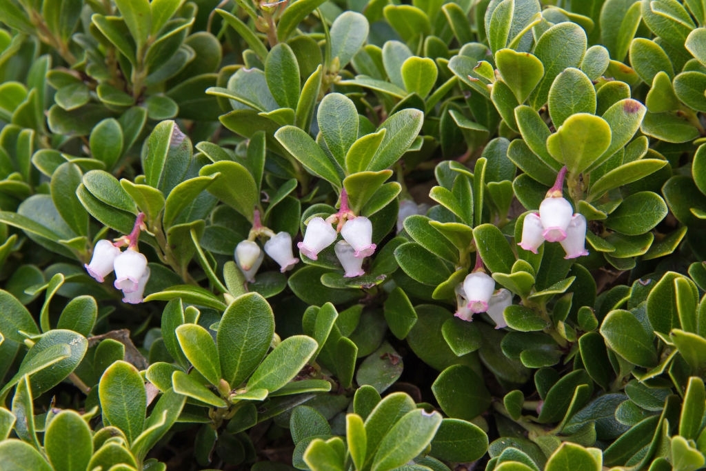 folhas de bearberry