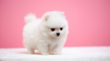 Comment prendre soin de l'hygiène de nos boules de poils préférées ?