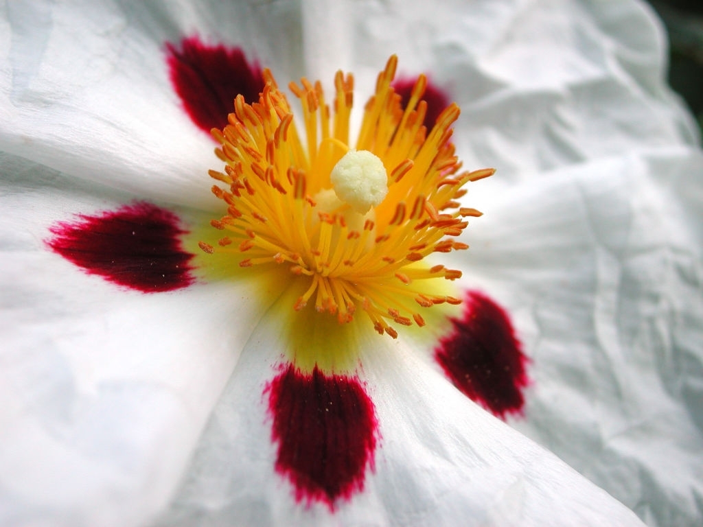 L'essence de rameaux feuillus de Ciste labdanifère