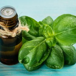 Tropical basil essential oil, the exotic royal herb