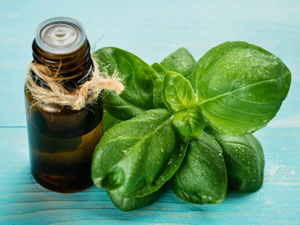 Une fiole d'huile essentielle de basilic avec des feuilles de basilic sur le côté, pour représenter les bienfaits du basilic tropical pour la santé