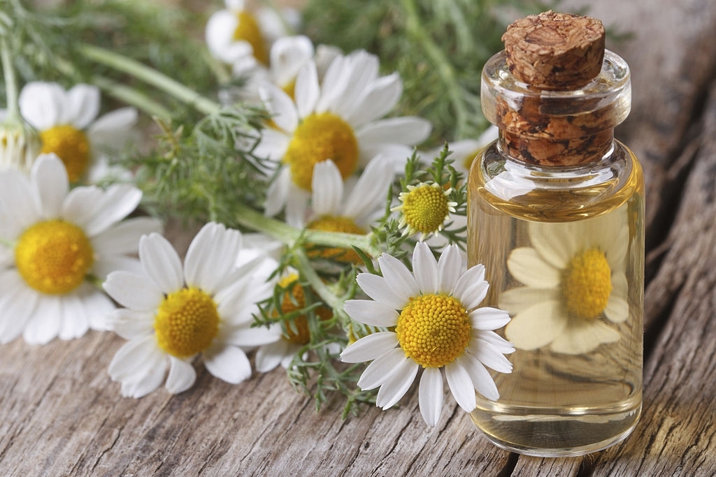 Noble Chamomile Flower Head Essential Oil