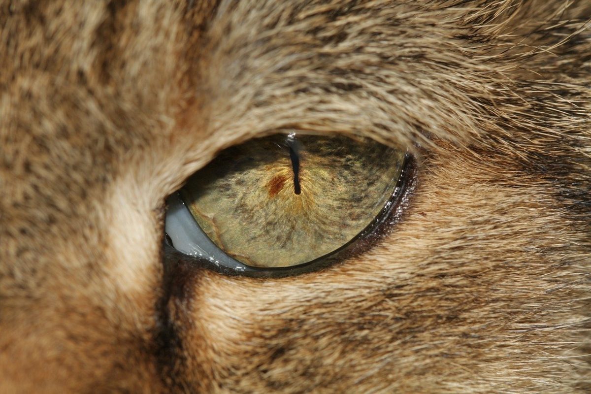Un œil de chat atteint de coryza
