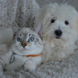 Olhos, orelhas, pele, pelagem de cães e gatos: tratamentos naturais