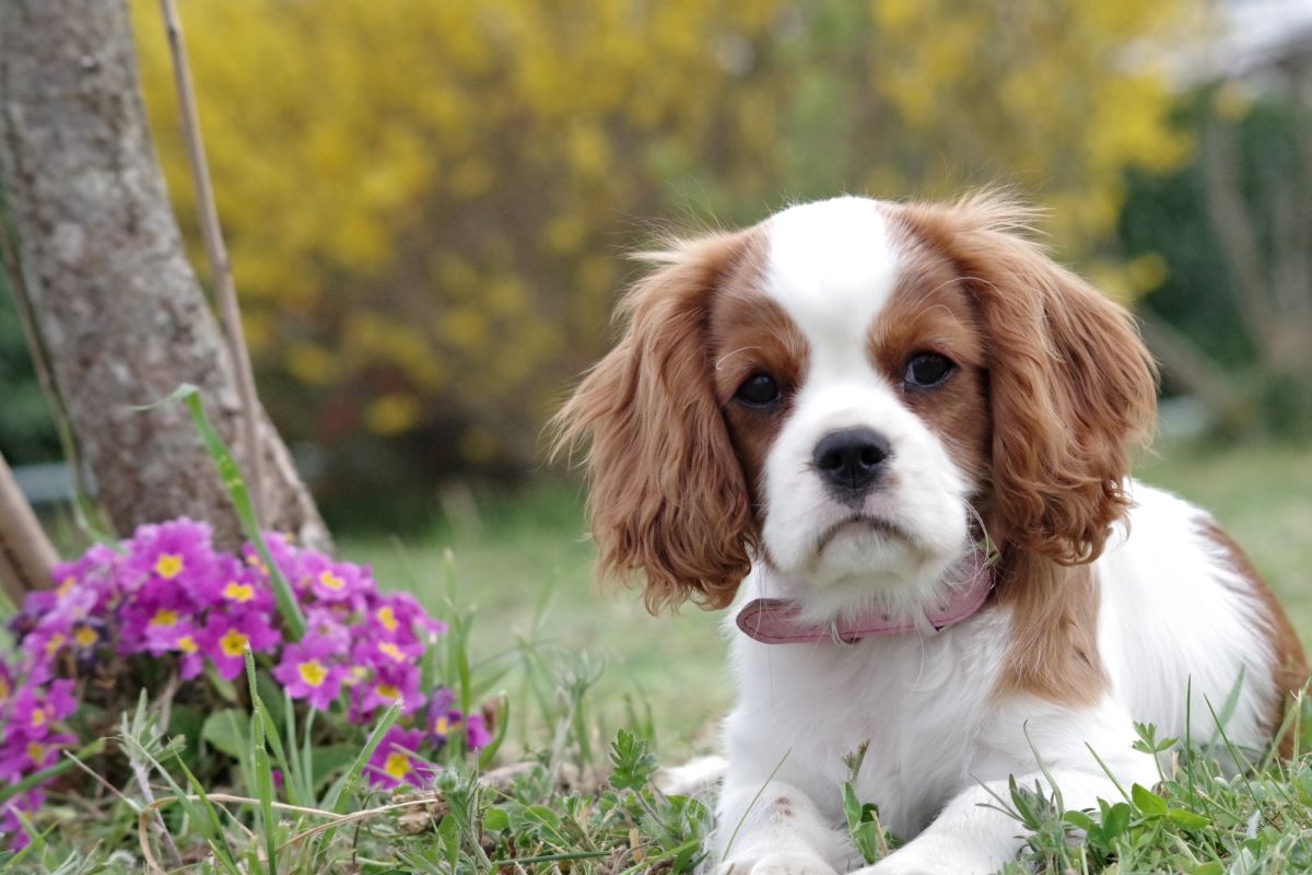 Come scegliere il collare antiparassitario giusto per il tuo cane?