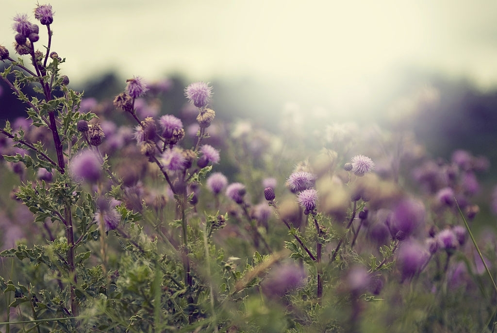 The Milk Thistle, symbolic of the mystical Rose