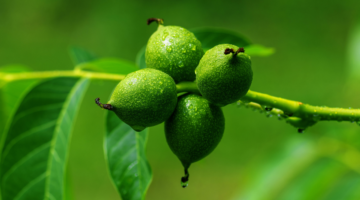 Walnuss, natürliches Herbstmittel par excellenc