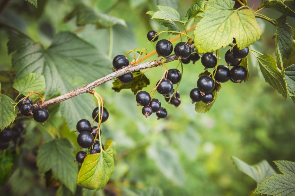 foglie di ribes nero