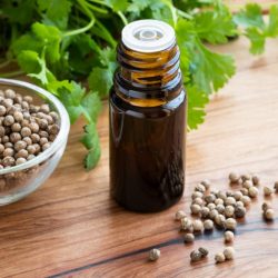 essential oil of coriander seeds