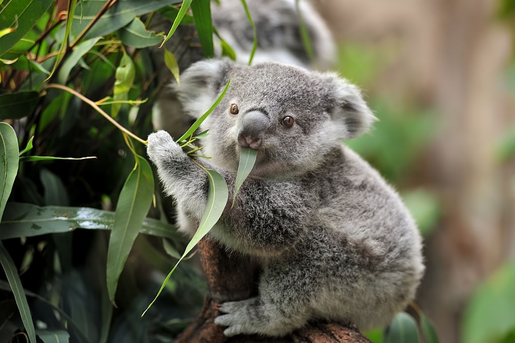 eucalyptus mentholé