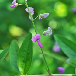 Benefits of Desmodium leaves in liver disease