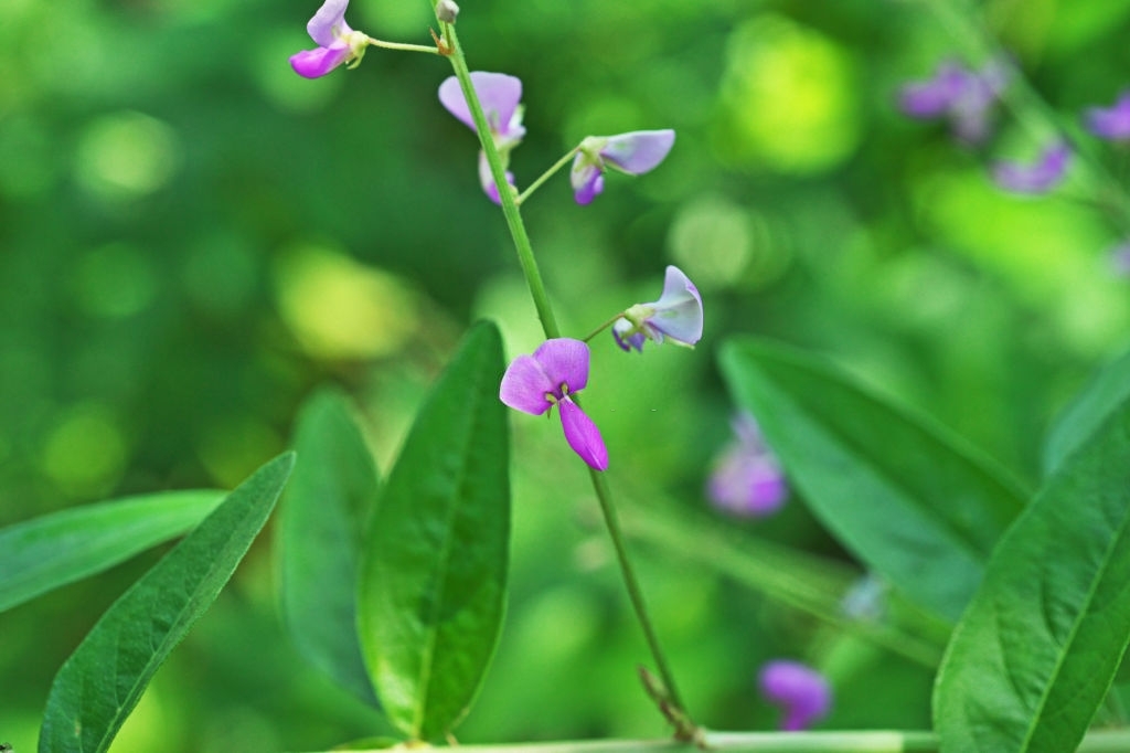 Benefits of Desmodium leaves in liver disease