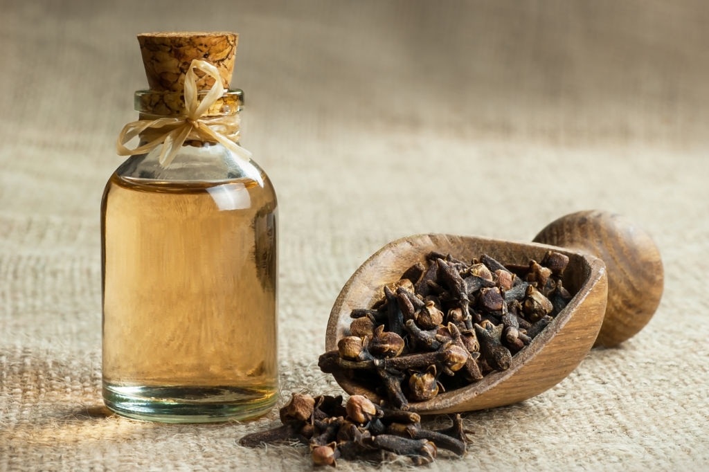 Clove essential oil, the anti-bacterial biofilm