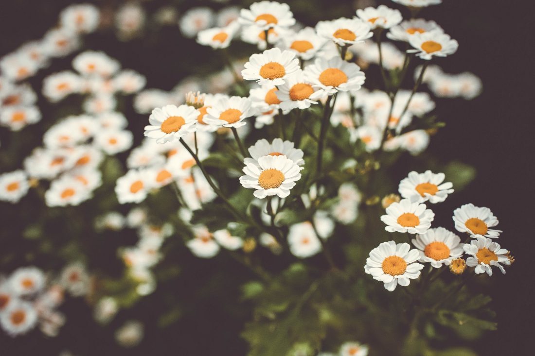 Feverfew and its advice for use