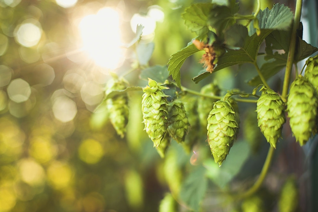 Hopbellen: wat zijn de voordelen van deze medicinale plant?