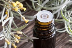 immortelle