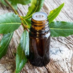 properties of noble laurel essential oil