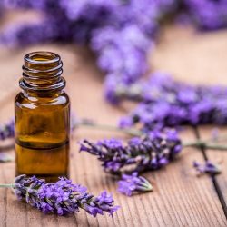 Lavender essential oil and its therapeutic nobility