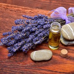 Lavandin essential oil, from natural hybridization to prosperity