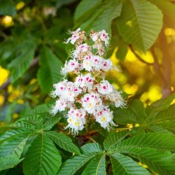 Benefits of horse chestnut seeds and pharmacological properties