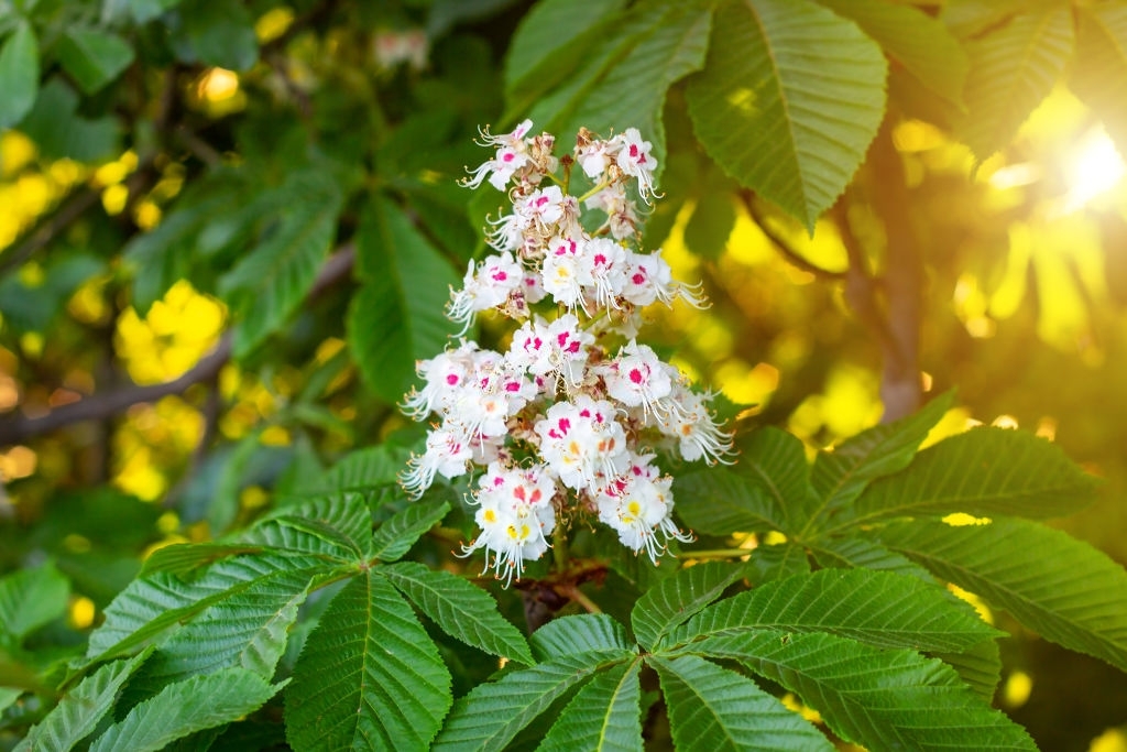 Benefits of horse chestnut seeds and pharmacological properties