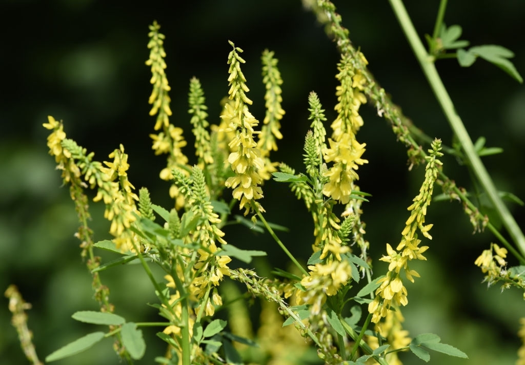 Sweet clover, the three astrological leaves with honey flower