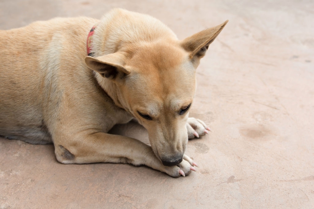 psychodermatose bij honden