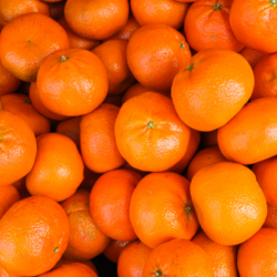 Un ensemble dense de mandarines fraîchement récoltées avec une peau brillante et une couleur orange vif, illustrant le sujet de l'essence de mandarine et sa pertinence dans l'industrie en 2024.