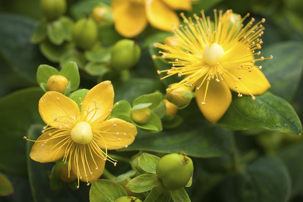 du millepertuis bien jaune, dans la nature