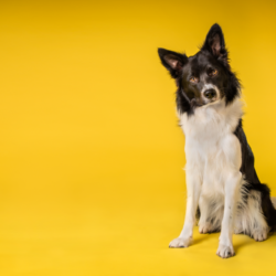 Un chien Border Collie adulte, avec un pelage noir et blanc, est assis et regarde attentivement vers la caméra sur un fond jaune uni. Ce portrait illustre l'importance des soins préventifs, notamment la vermifugation, pour le bien-être des animaux de compagnie.