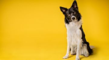 Ontworm uw dier, voor het welzijn van het huis