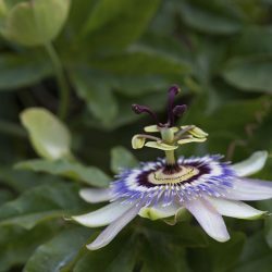 Passiflora, a bela flor da paixão adormecida