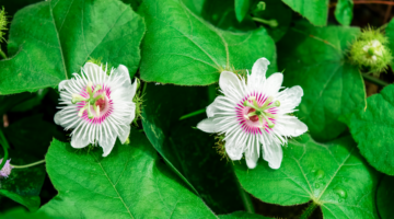Passiflora, la hermosa flor de la pasión dormida