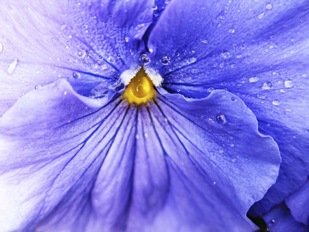 Viola del pensiero selvatico, pianta da fiore dermatologica