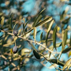 des branches d'olivier
