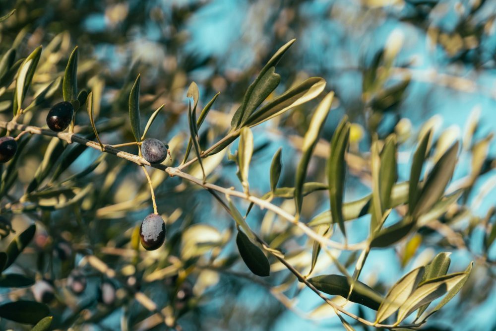 The olive tree, a great symbol with many therapeutic powers
