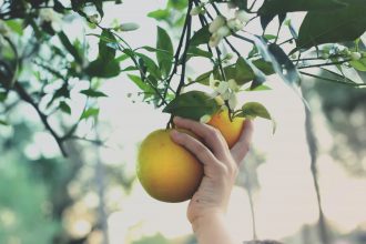 Givaudan - Albert Vieille - [ #plantedumois #aromathérapie] – 🍊☀ Huile  Essentielle Néroli Maroc De son nom botanique Citrus Aurantium ssp. Amara,  le bigaradier ou encore oranger amer est un petit arbuste