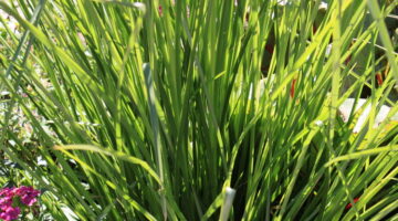 Óleo Essencial de Palmarosa, o Gerânio Indiano Etnomedicinal