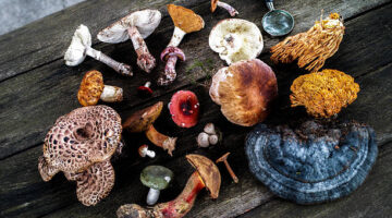 Mycotherapy: the natural power of fungi