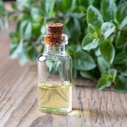 Compact oregano essential oil, an essential sacred plant