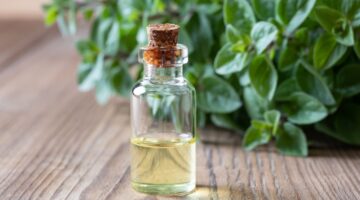 Kompaktes ätherisches Oreganoöl, eine essentielle heilige Pflanze