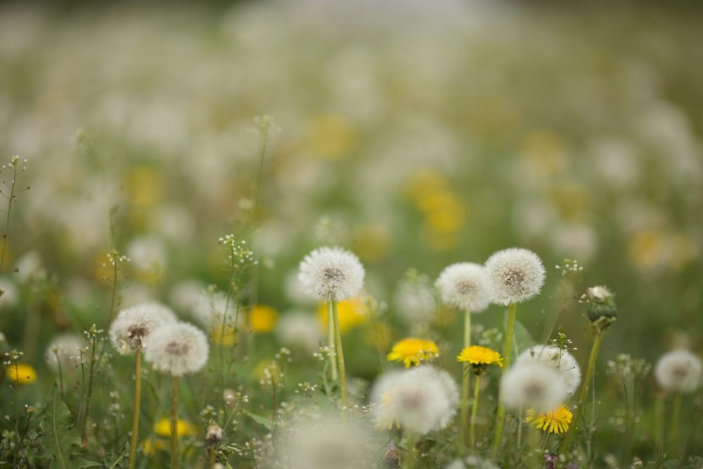 Dandelion, exceptional health food with diuretic power