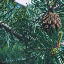 O pinheiro escocês, símbolo da vida, longevidade e imortalidade