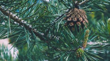 Die Waldkiefer, Symbol für Leben, Langlebigkeit und Unsterblichkeit