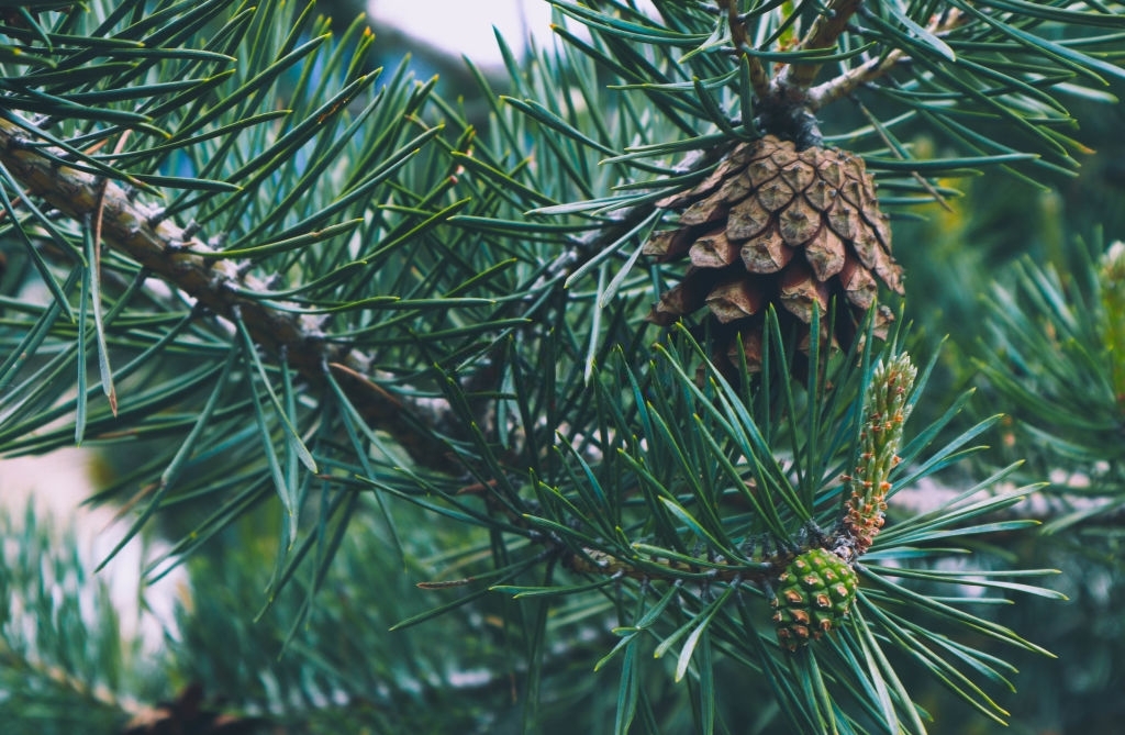 El pino silvestre, símbolo de vida, longevidad e inmortalidad