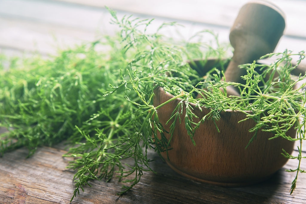 La cola de caballo, una de las primeras plantas de nuestro planeta