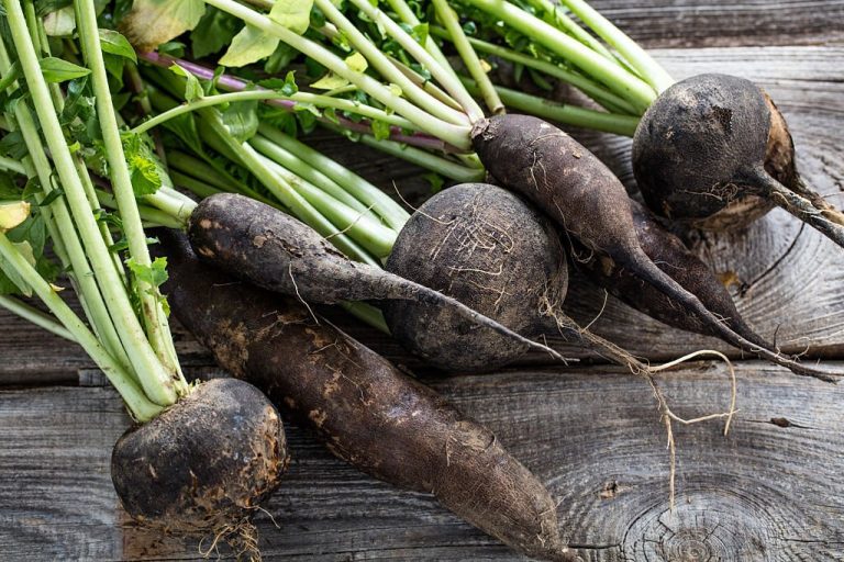 Schwarzer Rettich: Ein natürliches Entgiftungsmittel mit starken Vorteilen?