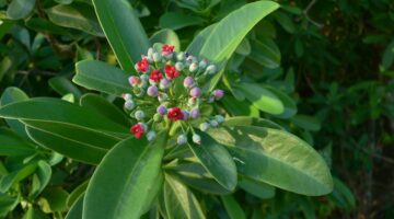 Olio essenziale di Saro, pianta arcaica e ancestrale