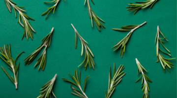 Rosemary essential oil with cineole, sacred plant of the gods